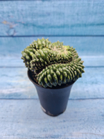 Gymnocalycium Spineless Crested form (Гимнокалициум Кристатный)