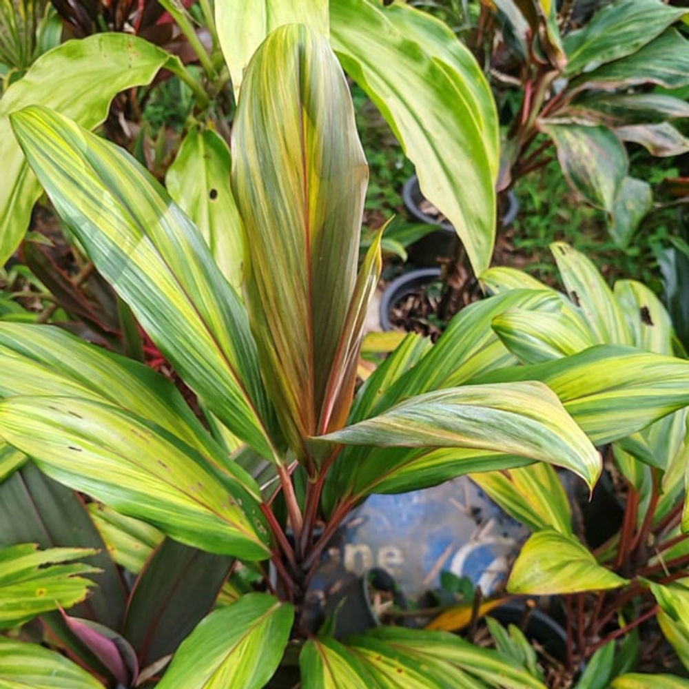 Кордилина HARLEY QUEEN