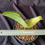 Сансевиерия LOMA VAR