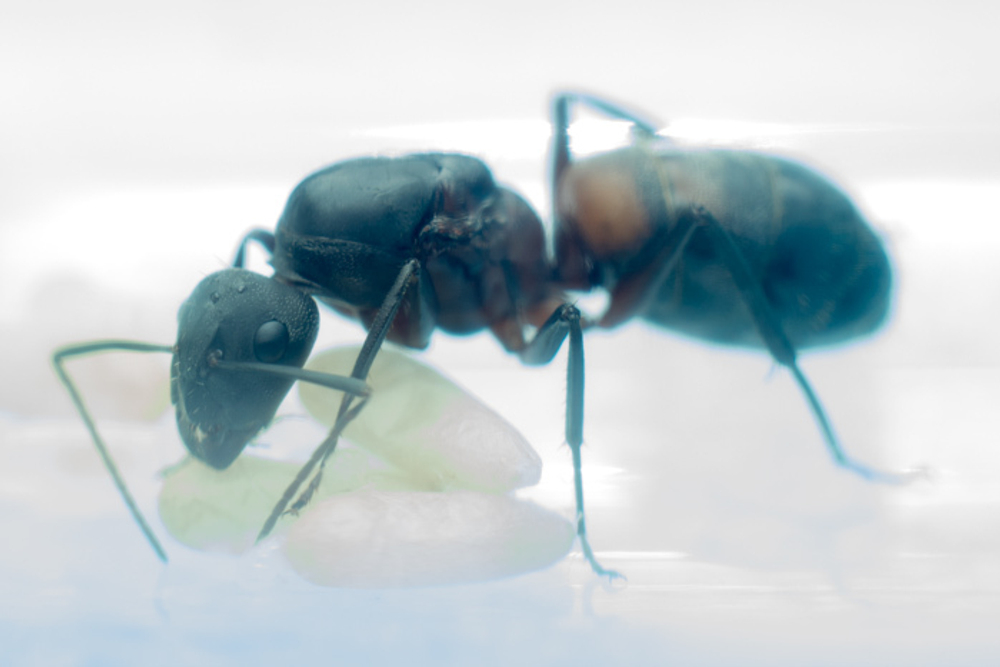 Муравьи Camponotus cruentatus (Крупные африканские муравьи)