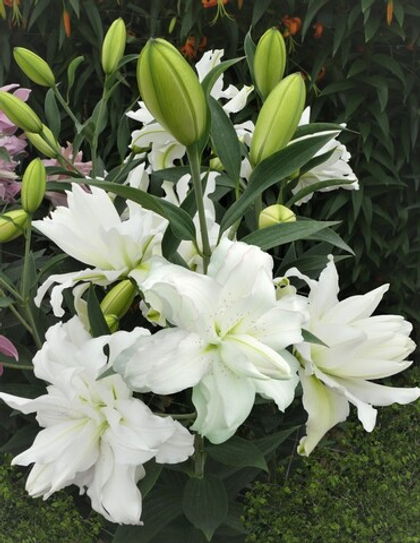 Лилия Лотус Бьюти восточная махровая