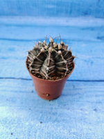 Gymnocalycium Friedrichii (Гимнокалициум)