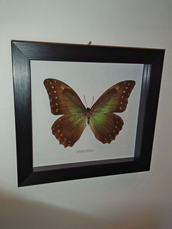 Бабочка Morpho hercules самец в рамке