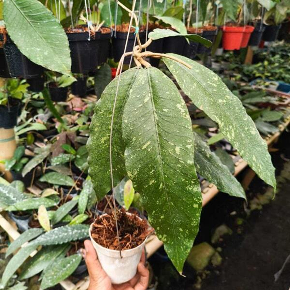 Хойя SP ACEH ARMADILO