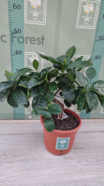 C. sinensis “Sanguinello moscato nucellare”