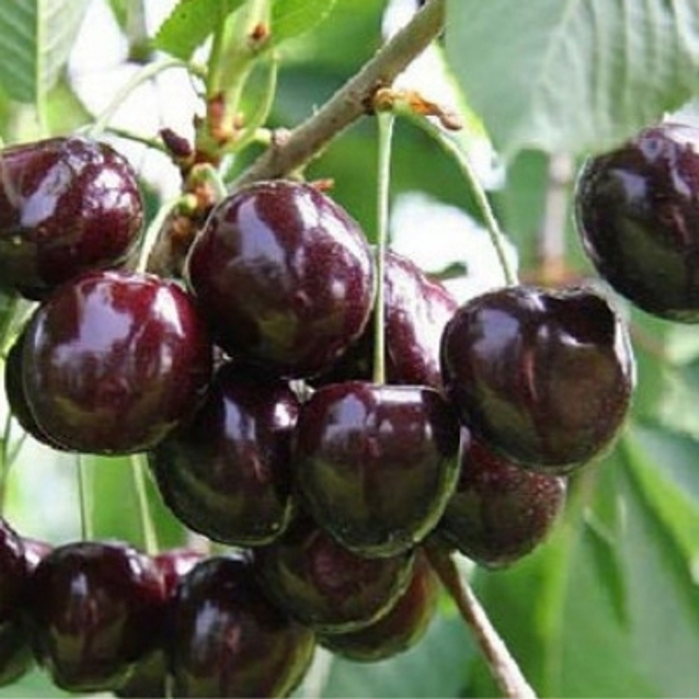 Черешня Ленинградская черная (8-летняя)