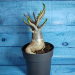 Adenium Baobab (Адениум)