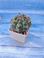 Gymnocalycium damsii (Гимнокалициум)