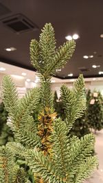 Искусственная ель на ножке «Датская» (хвоя литая) 180 см / 1,8 м