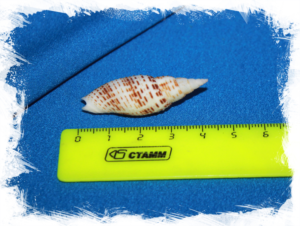 Канцилла гранатина (Cancilla granatina)