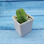 Mammillaria Spinosissima Un pico cristata (Маммилярия)