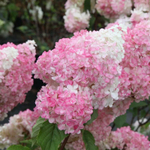 Гортензия метельчатая Ванилла Фрейз PBR С60 70-80
