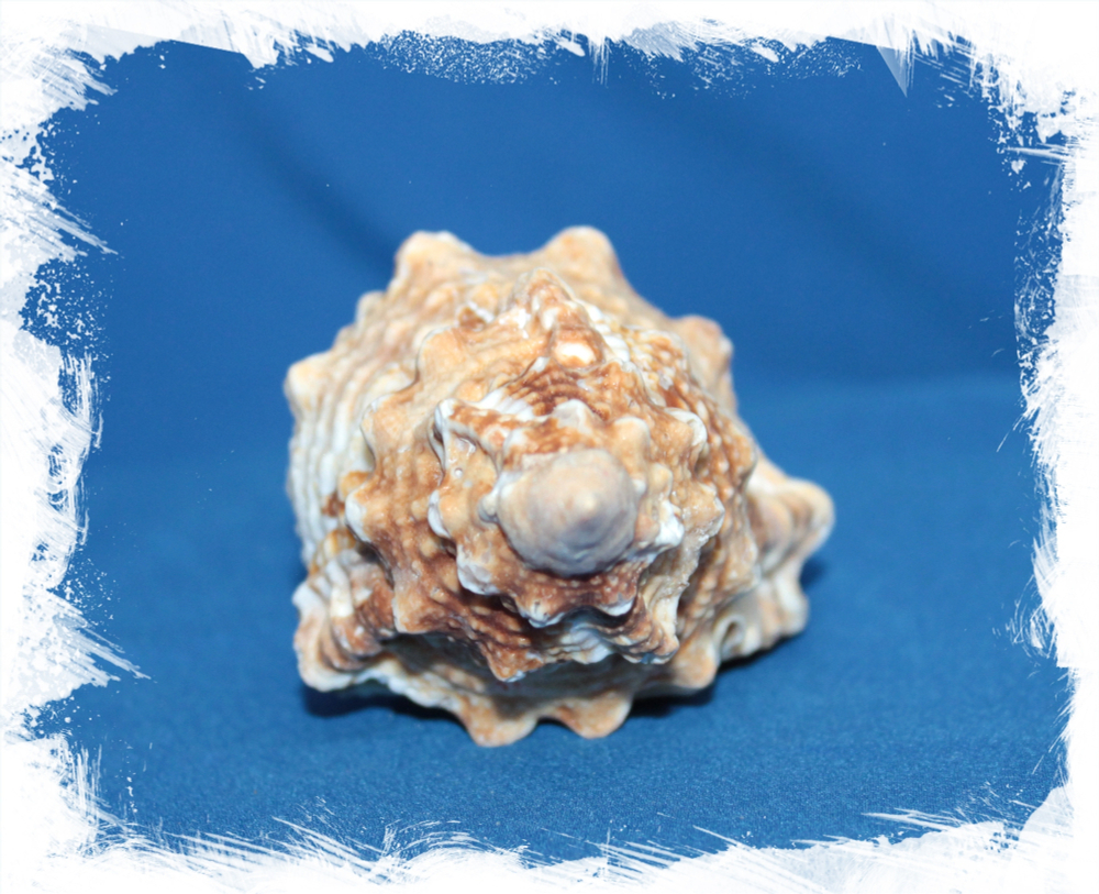 Бурса Рубета, 6-9см, 1шт