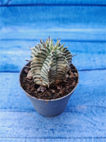 Euphorbia meloformis f. Variegated (Эуфорбия вариегатная)
