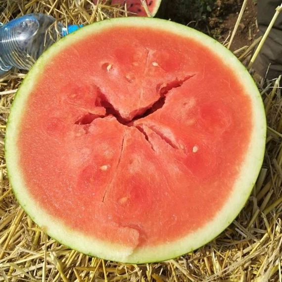 КИДМАН F1 семена арбуза (Rijk Zwaan | Alexagro)