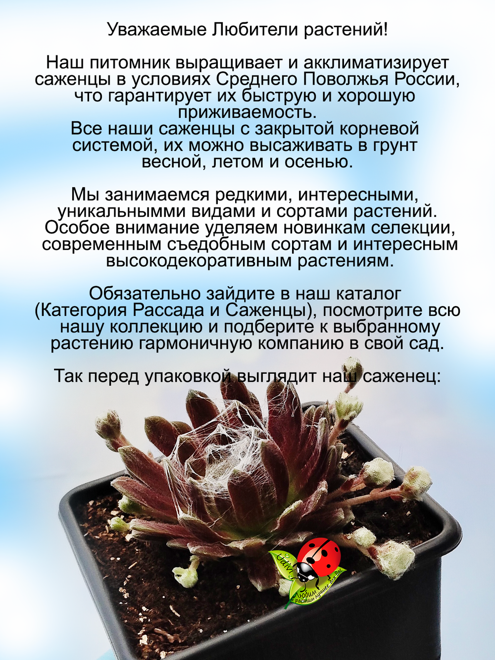 Молодило Рубин паутинистое каменная роза