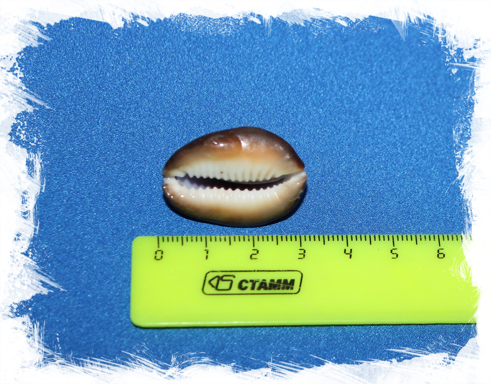 Морская ракушка Ципрея с дырочкой отшлифованная