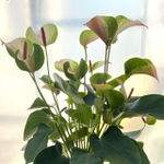 Антуриум Андрэ MISTIQUE