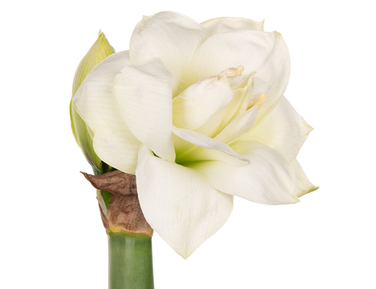 Амариллисы осень 2026