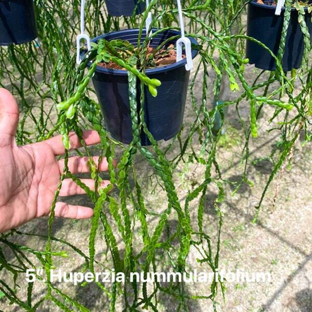 Хуперция H.NUMMULARIIFOLIA 5" (P158)