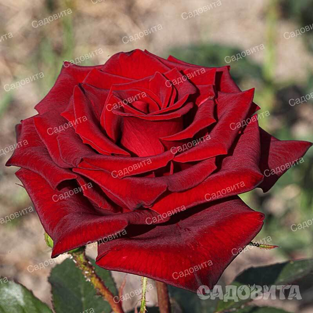 Роза чайно-гибридная Черная Магия Садовита