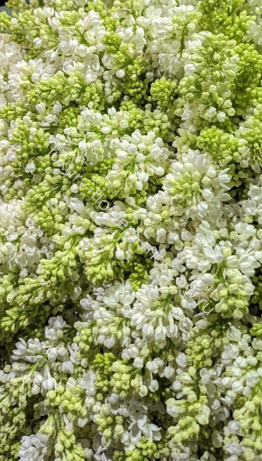 51 сирень в букете