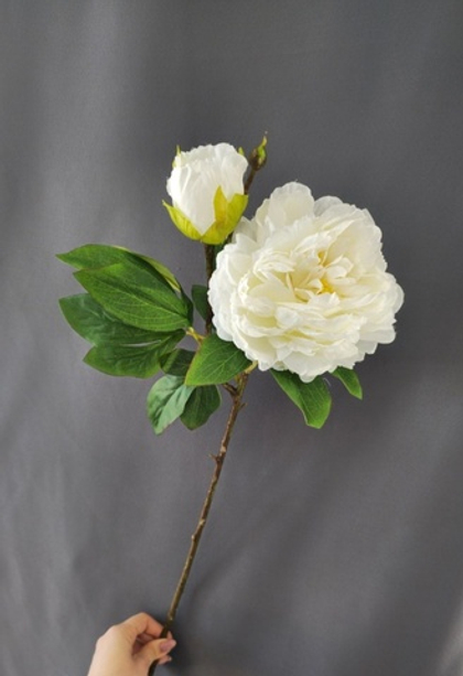 Пион / Арт 2224