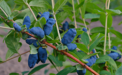 Жимолость Услада