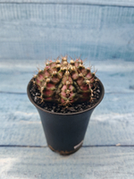 Gymnocalycium T-Rex Pink hybride (Гимнокалициум)