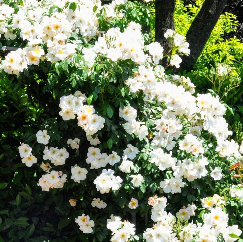 Роза Салли Холмс (канадская, плетистая)