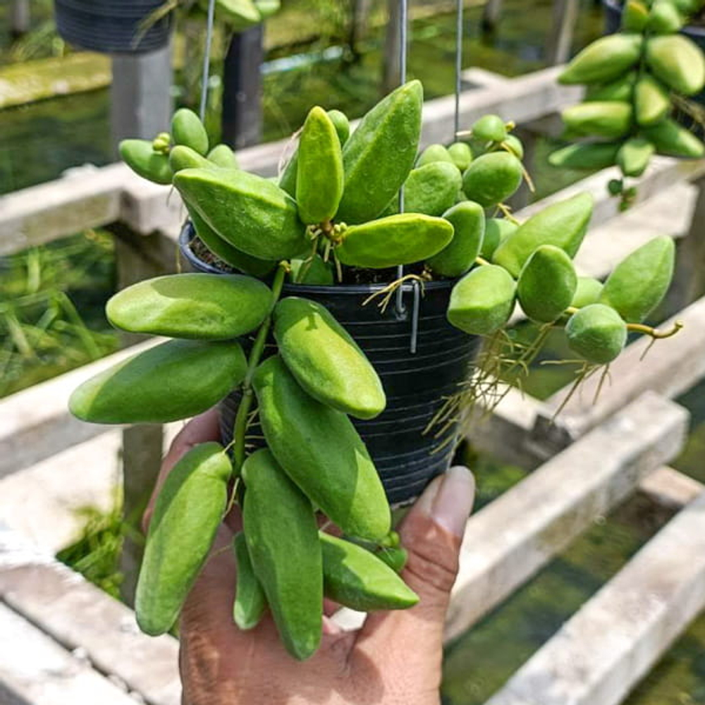 Дисхидия MAJOR