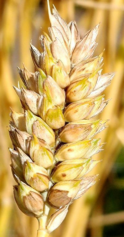 Карликовая Плотноколосая Пшеница - Triticum Compactum