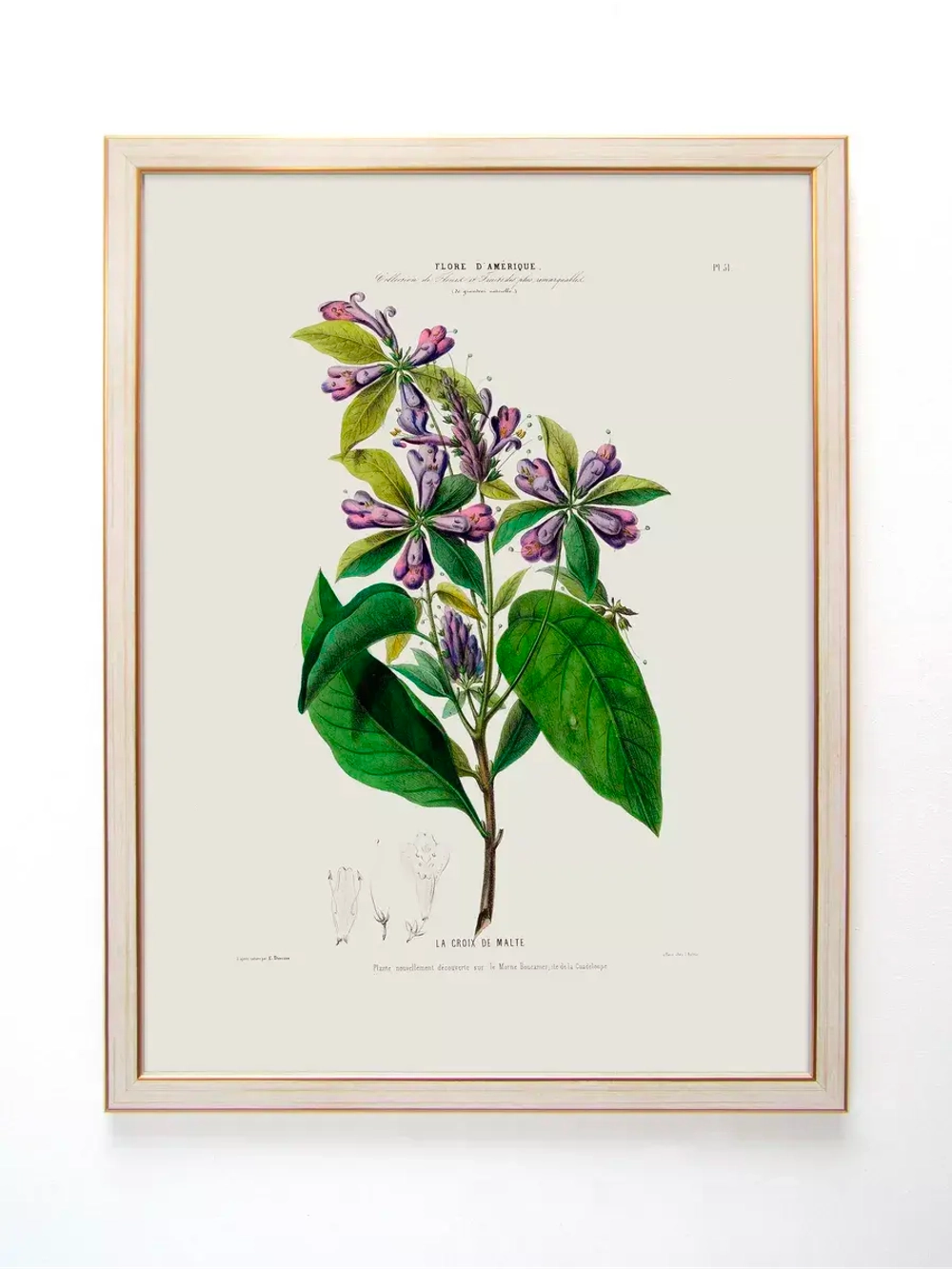 Постер настенный в багетной раме "Ботаника" 42*32 см