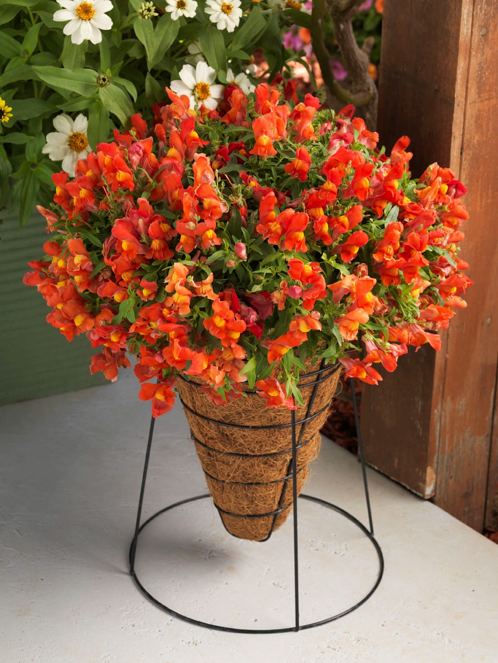 Ан1 Антириум Candy showers orange