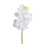 Апельсиновый цветок AZAHAR