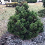 Сосна белокорая Малинки С10 50-60