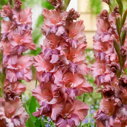 Гладиолус крупноцветковый Якутск / Jakoetsk