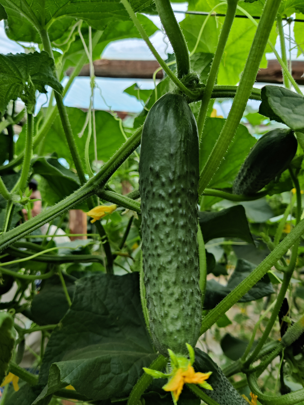 Янычар F1 семена огурца партенокарпического ( Yuksel Tohum / )