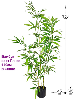 Бамбук декоративный 150см Панда в кашпо