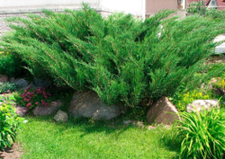 Можжевельник, Казацкий 7шт