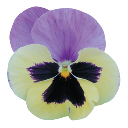 Виола крупноцв.Пауэр Марина (50шт) Витагрин Профи