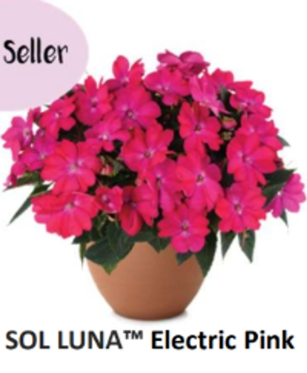 ЕВРО Бальзамин Новогвинейский Sol-Luna Electric Pink укорененный ЕВРО черенок НАЧАЛО ЯНВАРЯ поставка 5