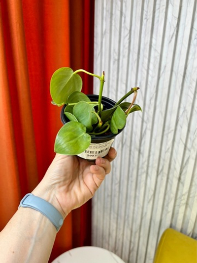 Филодендрон Сканденс, D9см Н15см, 1шт, Urban Jungle