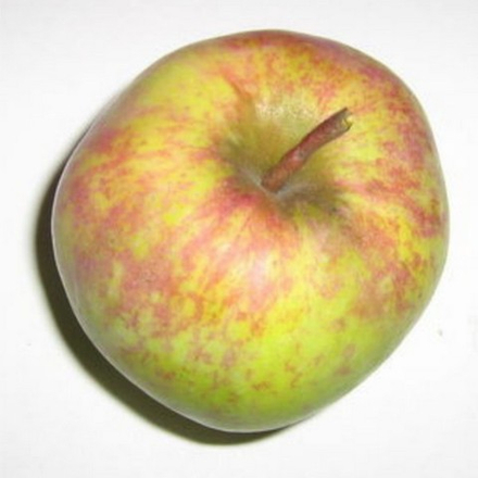 Яблоня зимняя Кутузовец (3-летняя) п/карл.подвой ЗКС