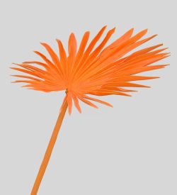 TR 610 Пальмовый лист