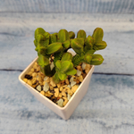 Crassula Pyramidalis Compacta (Крассула)