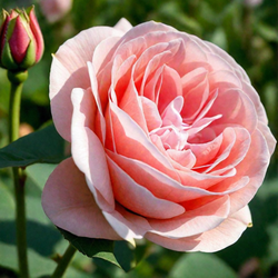 Афродита (Aphrodite)