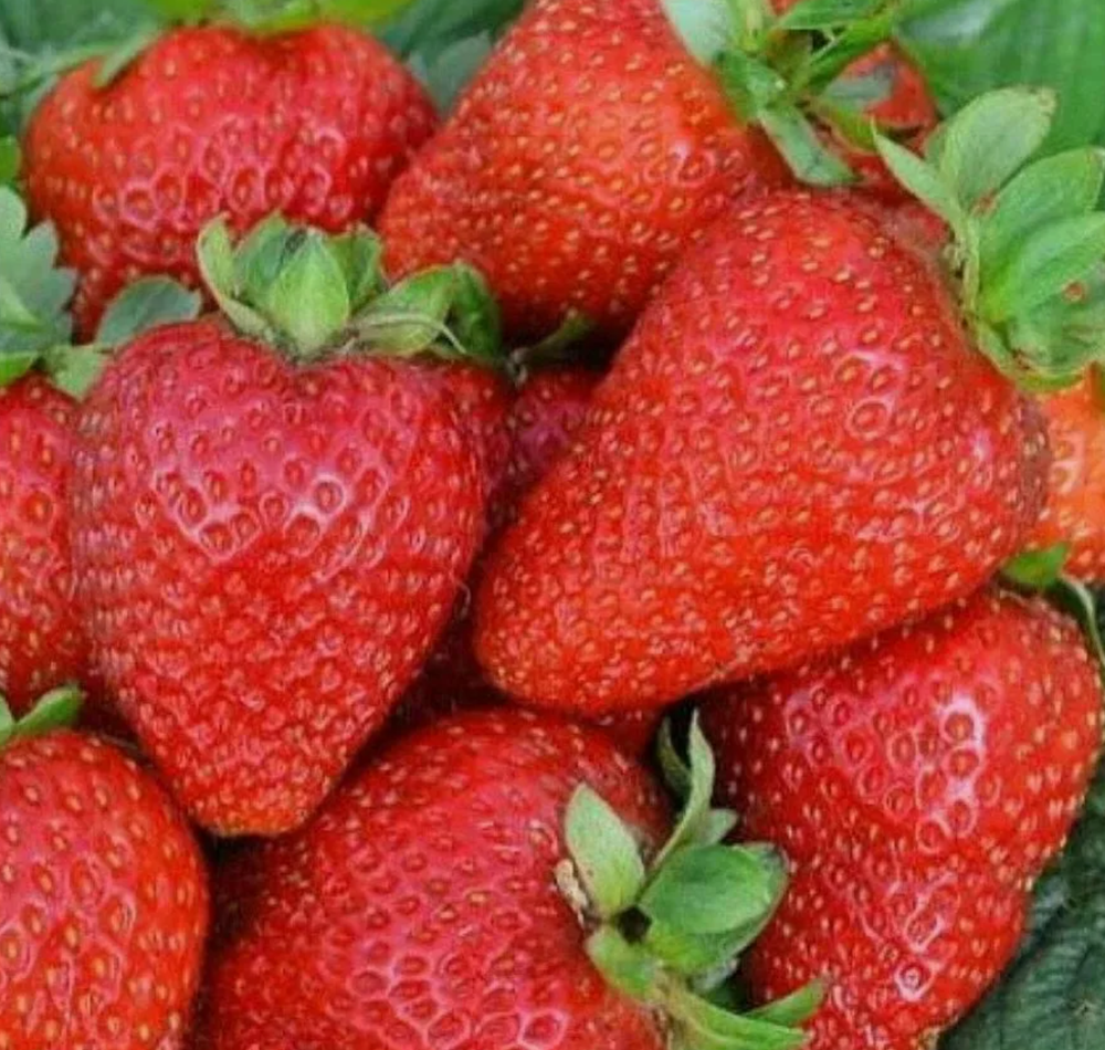 Клубника ремонтантная Альбион рассада, меристема.