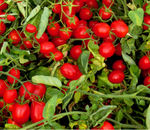 Даттерино F - 1Datterino F1 1000 семян