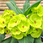 Эуфорбия Миля JADE DRAGON